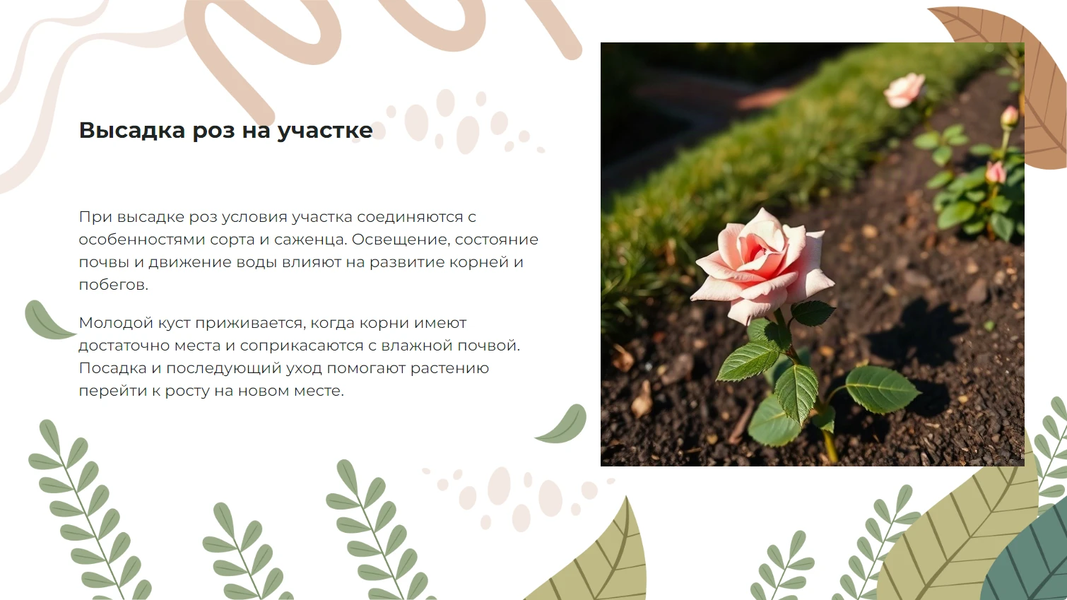 Высадка роз на участке