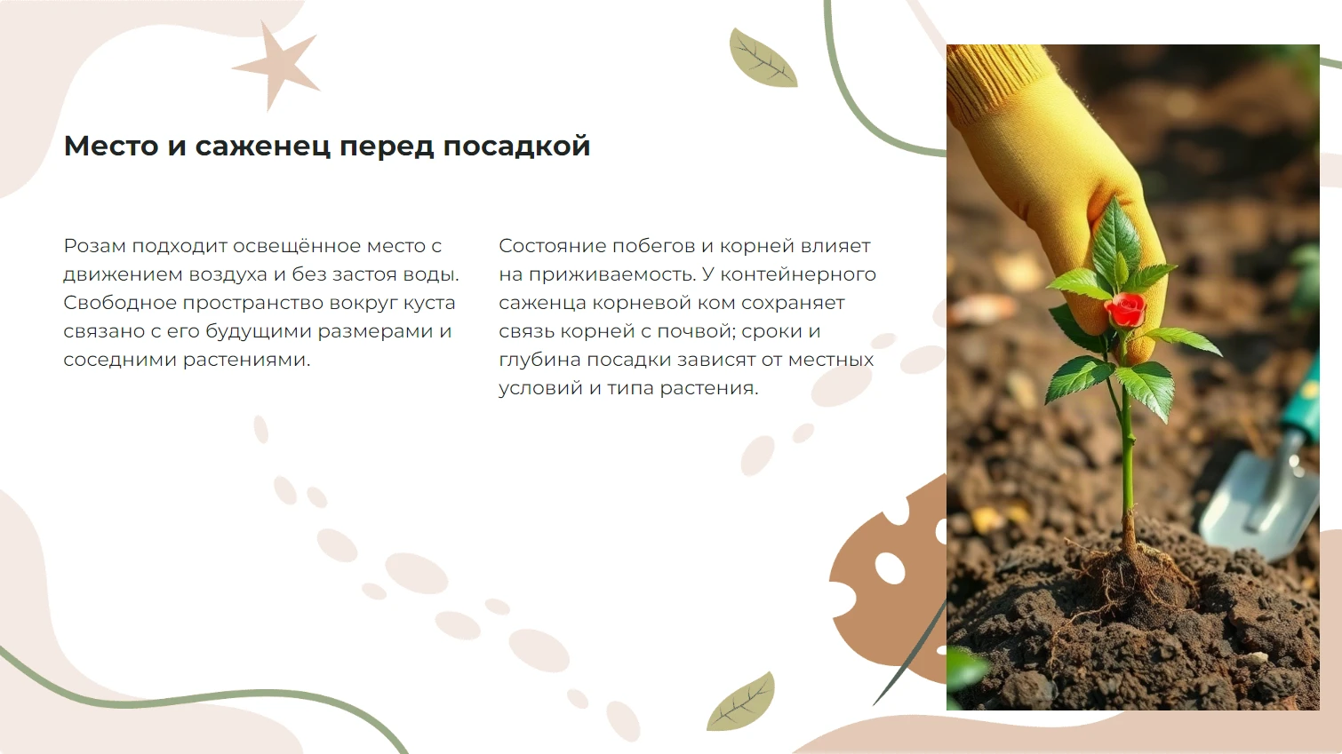 Место и саженец перед посадкой