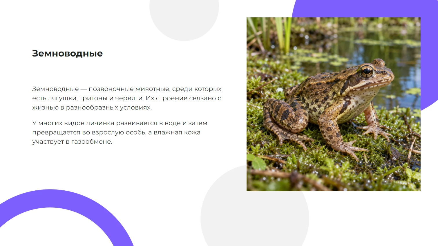 Земноводные - готовая презентация по биологии