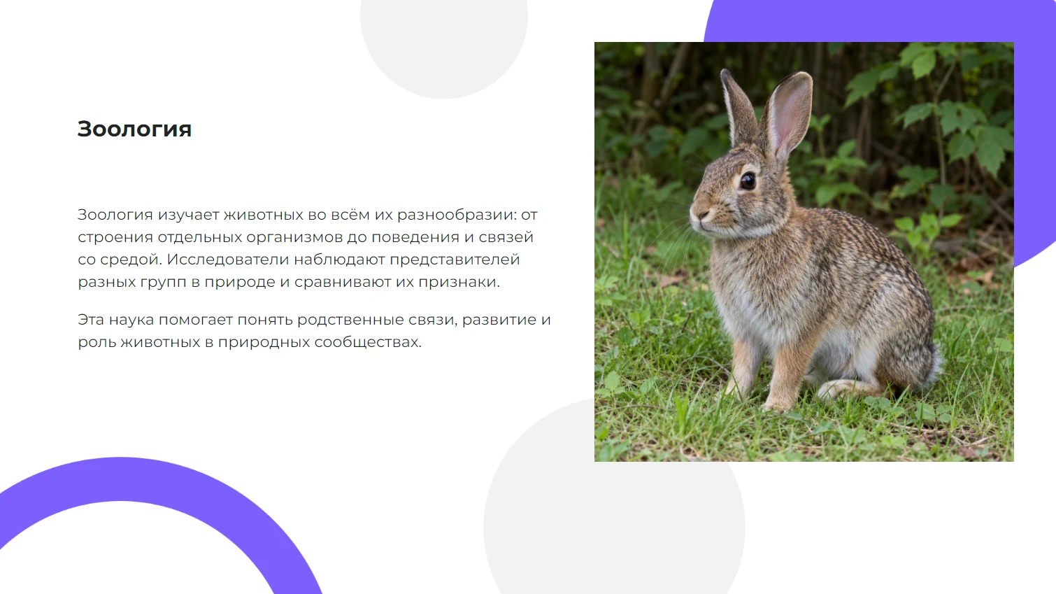 Зоология - готовая презентация по биологии