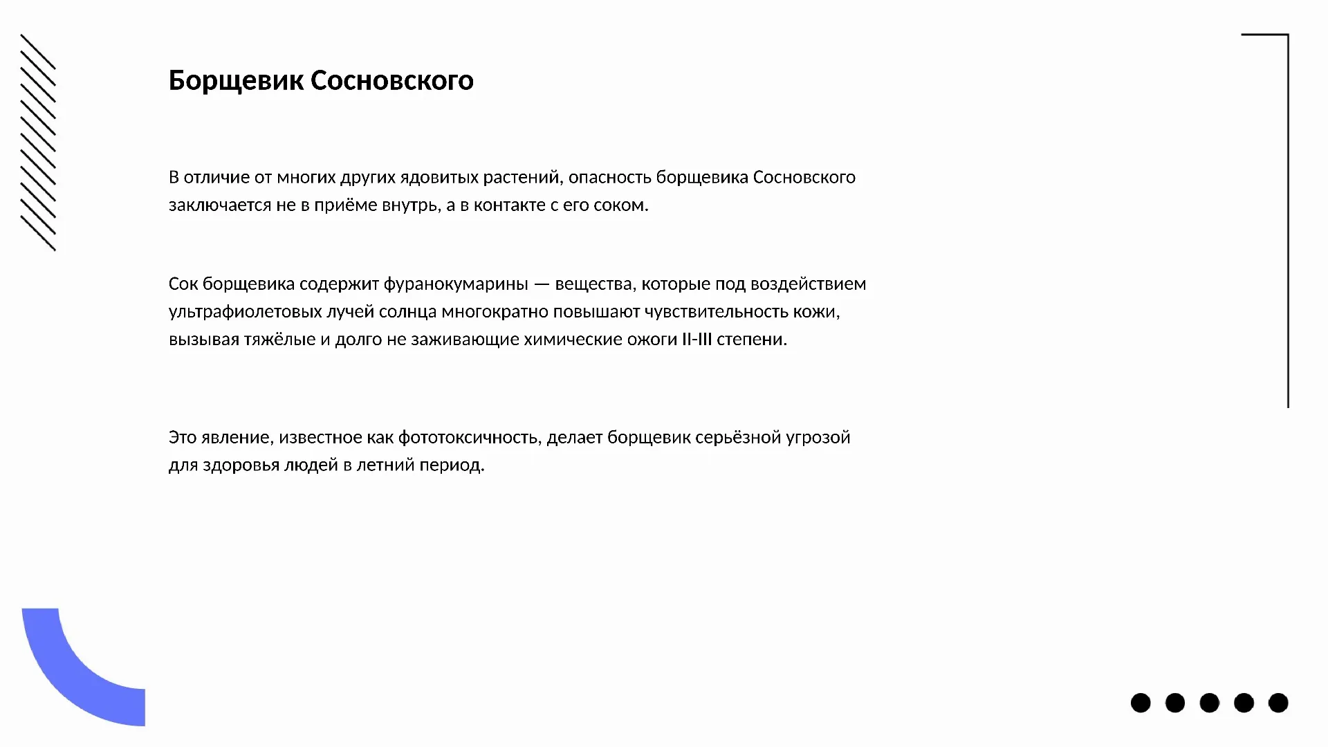 Борщевик Сосновского