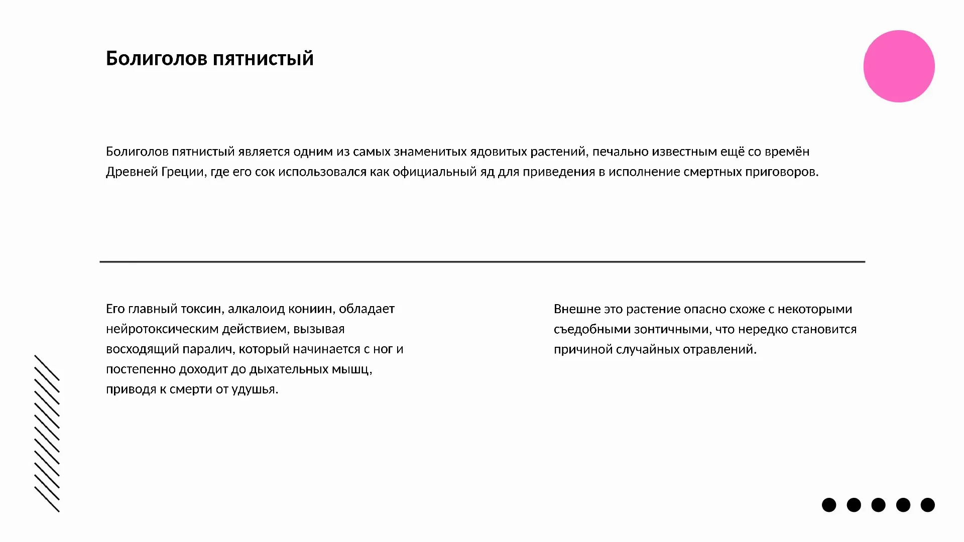 Болиголов пятнистый