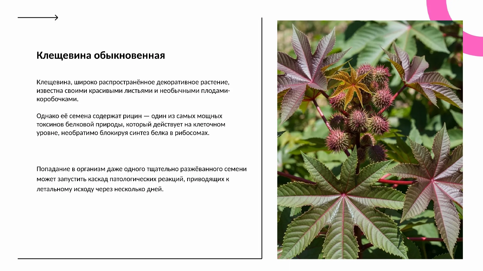 Клещевина обыкновенная