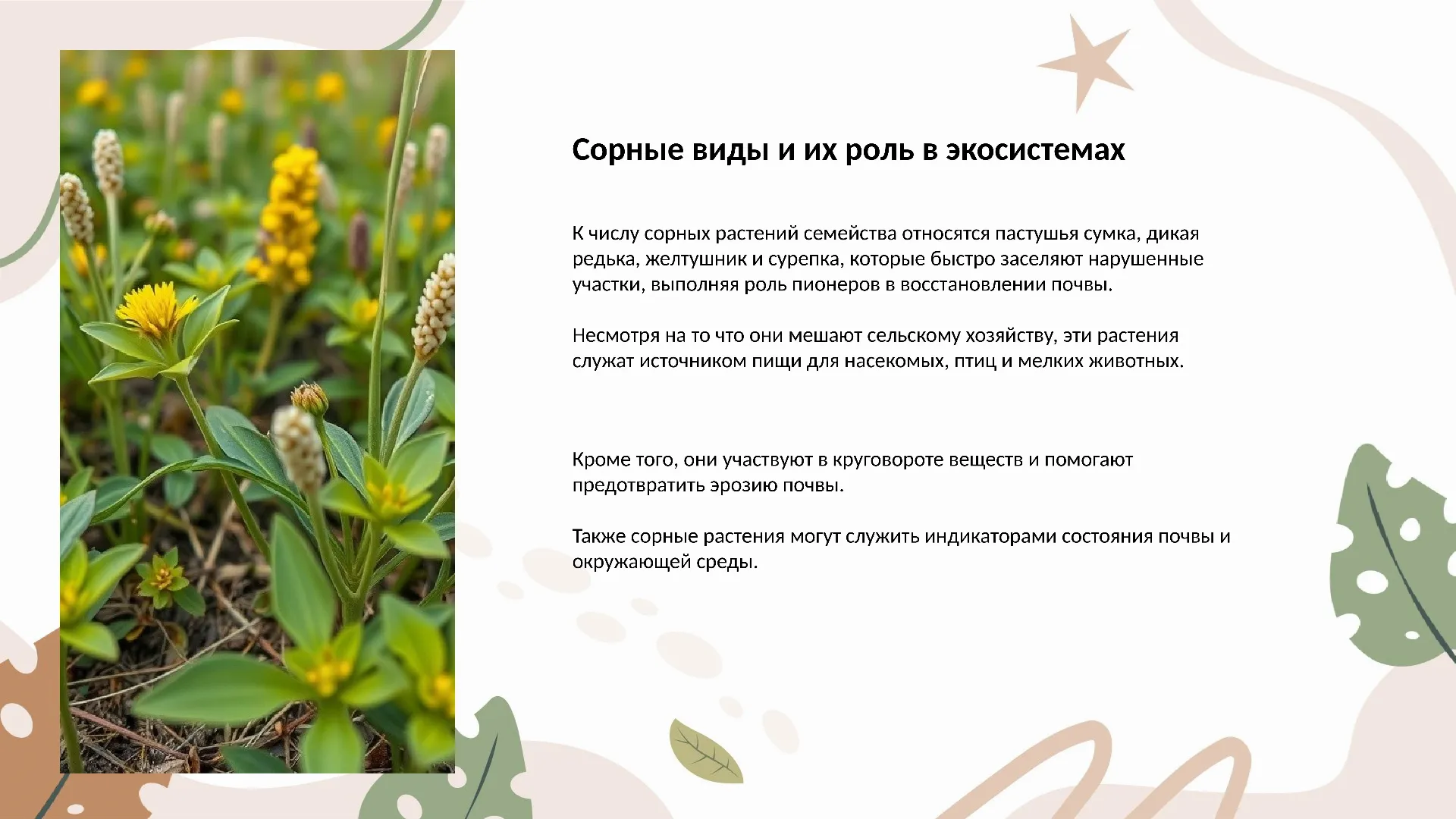 Сорные виды и их роль в экосистемах