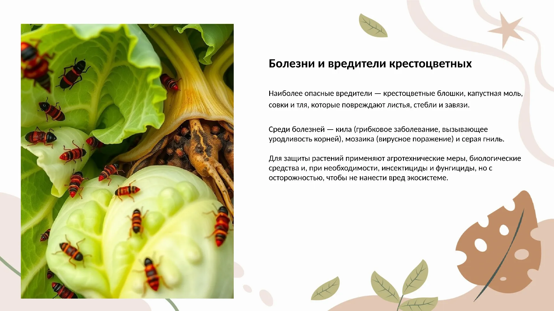 Болезни и вредители крестоцветных