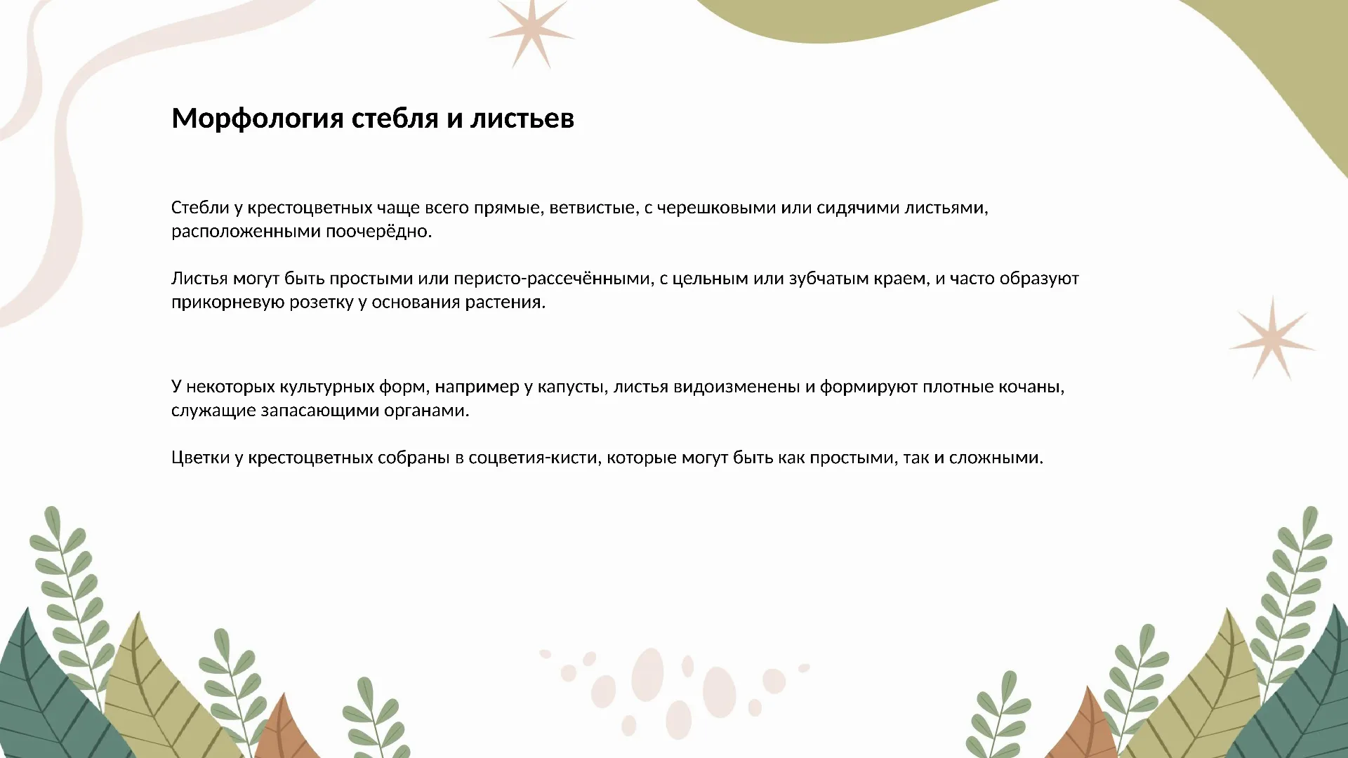 Морфология стебля и листьев