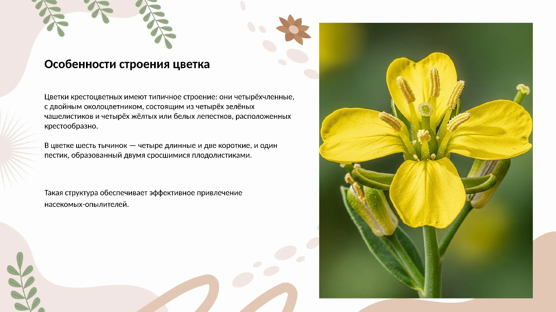 Особенности строения цветка