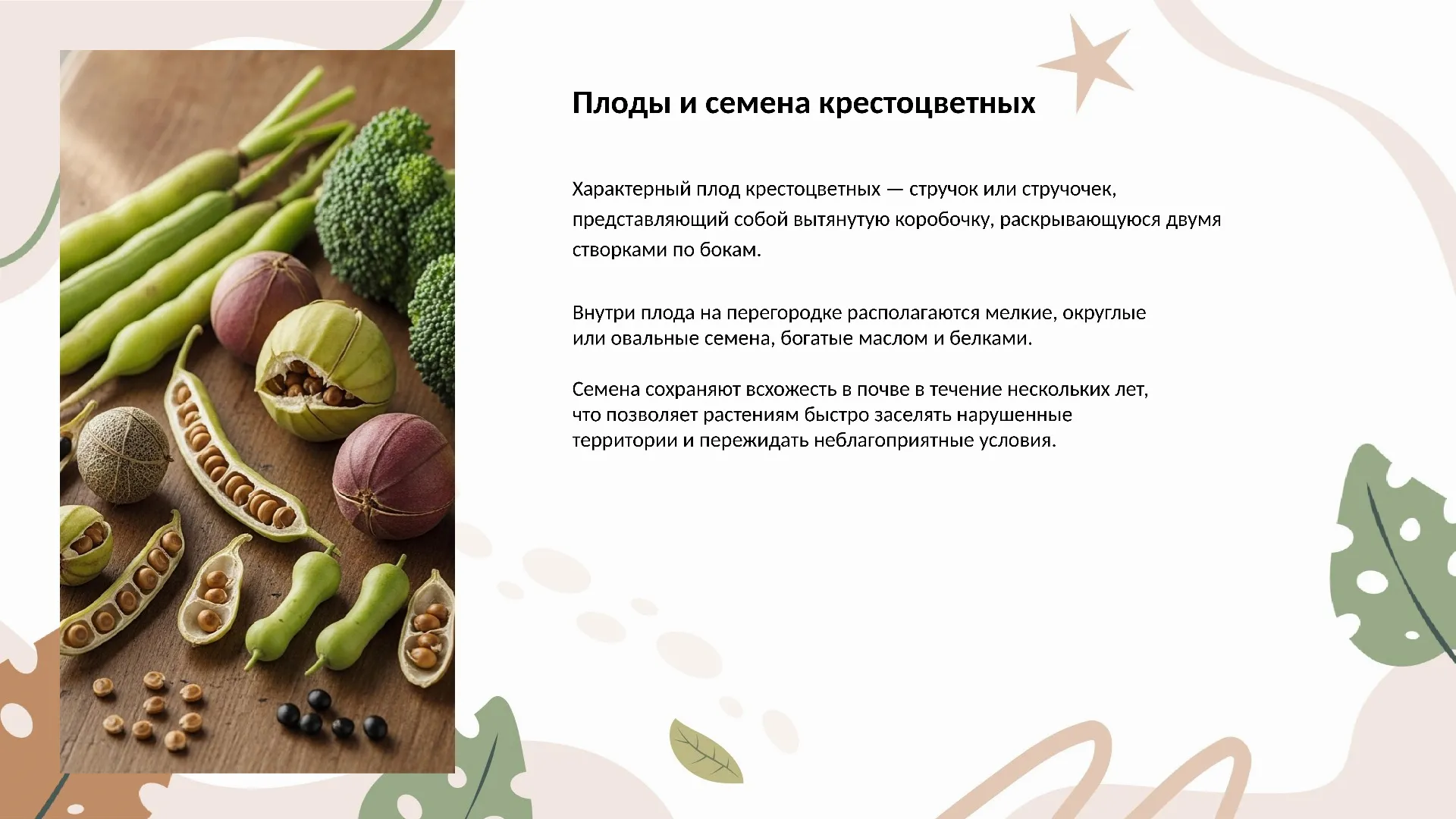 Плоды и семена крестоцветных