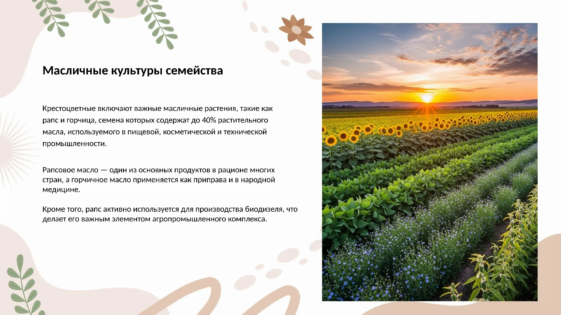Масличные культуры семейства