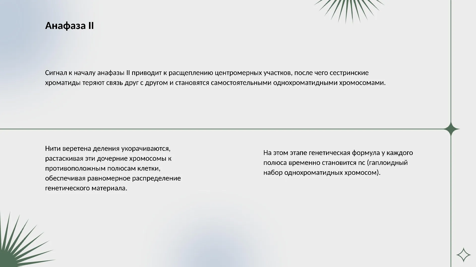 Анафаза II