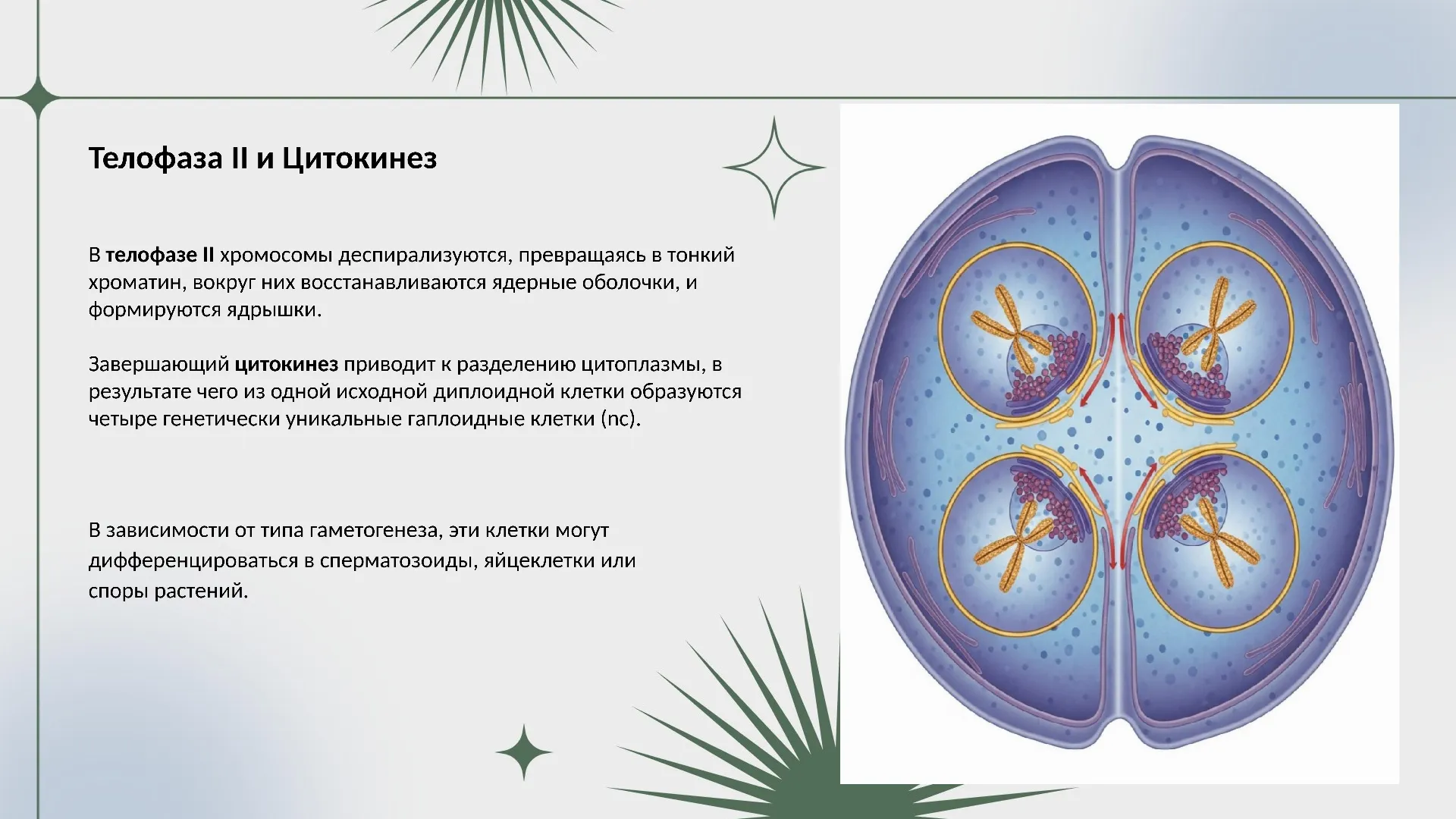 Телофаза II и Цитокинез