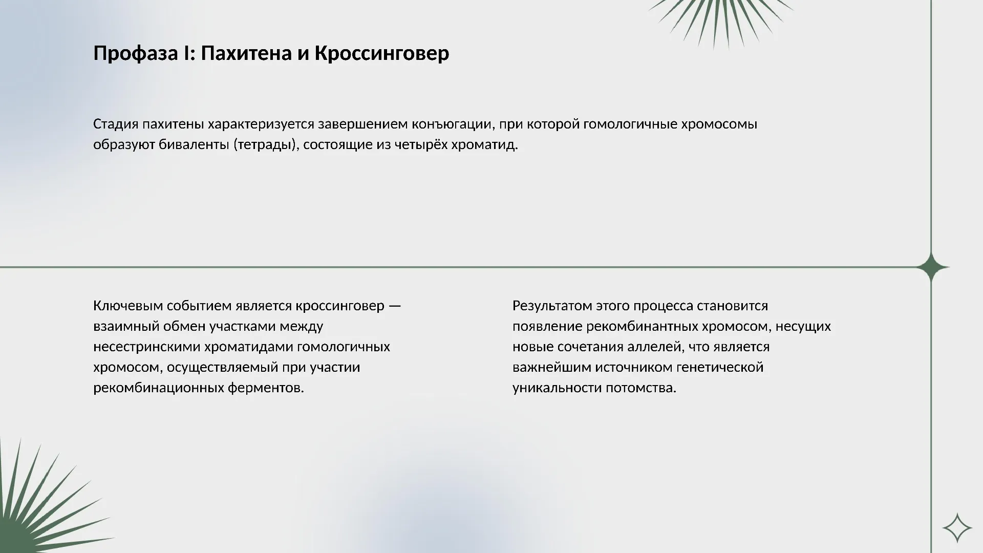 Профаза I: Пахитена и Кроссинговер