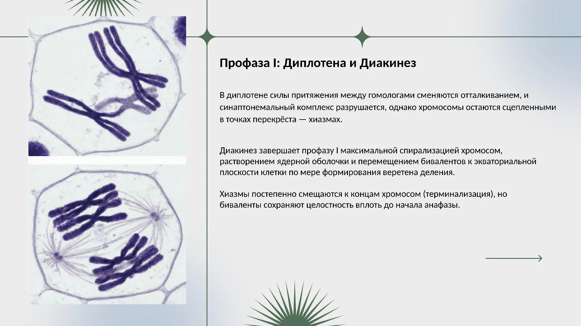 Профаза I: Диплотена и Диакинез