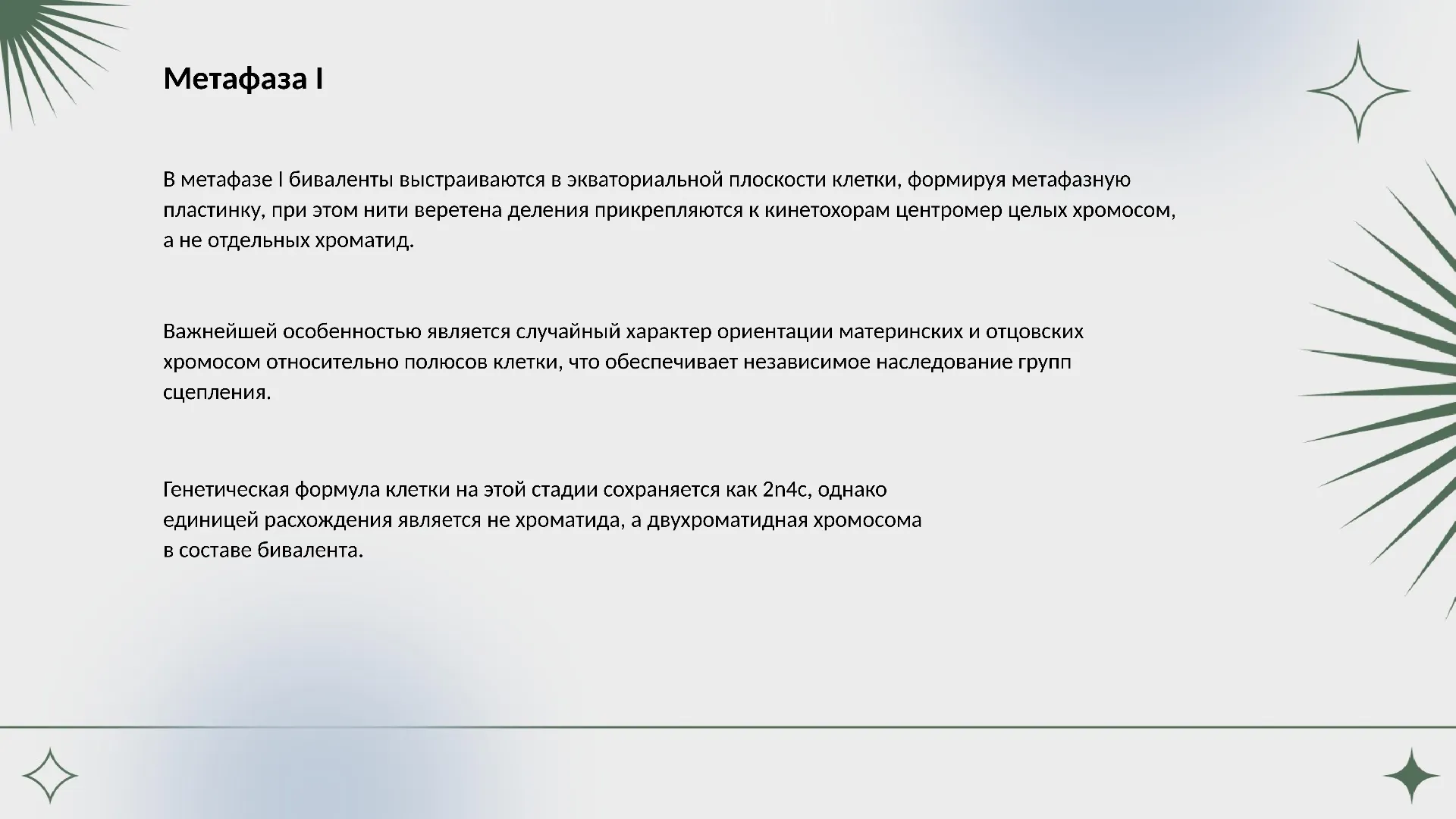 Метафаза I