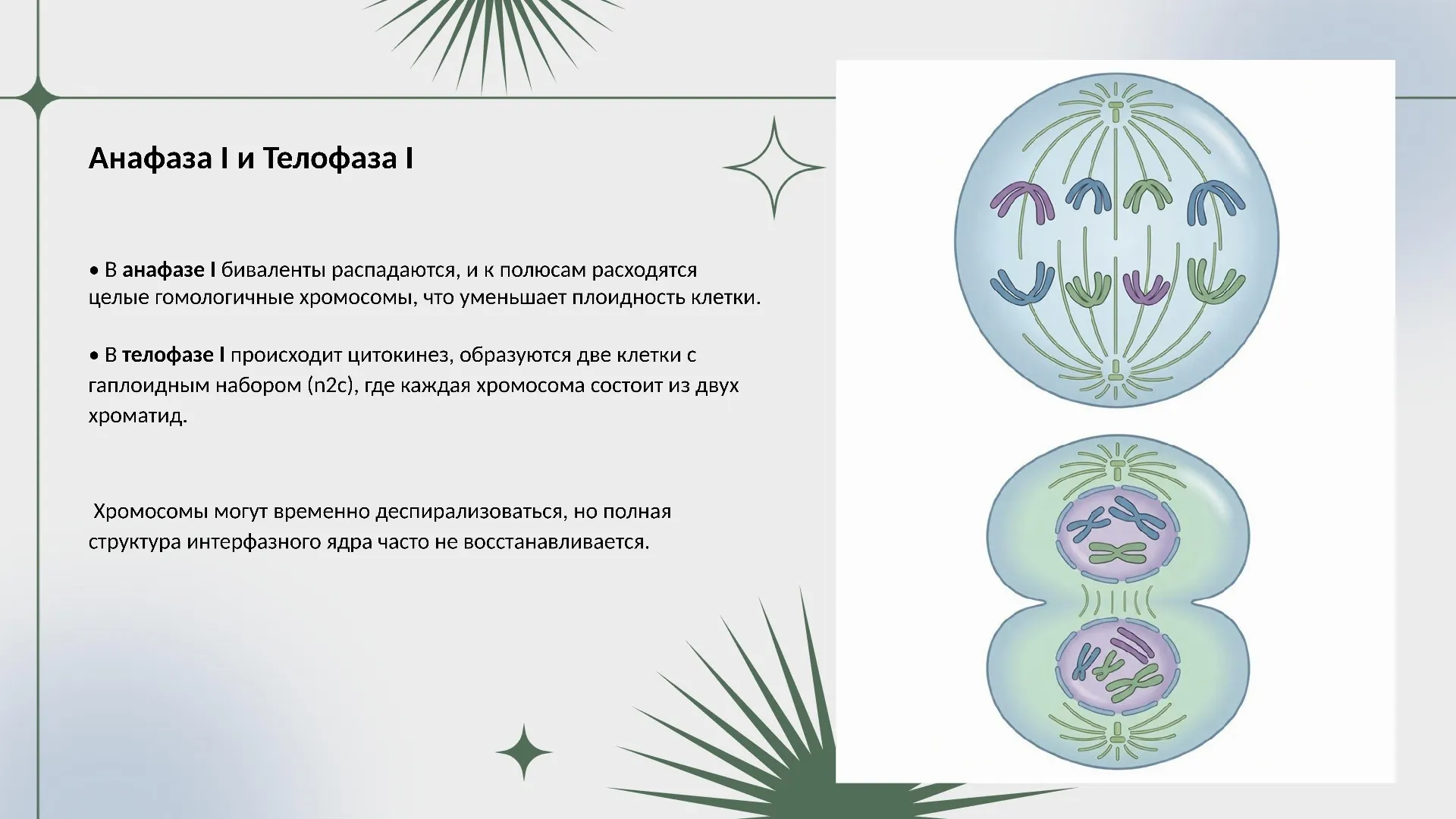 Анафаза I и Телофаза I