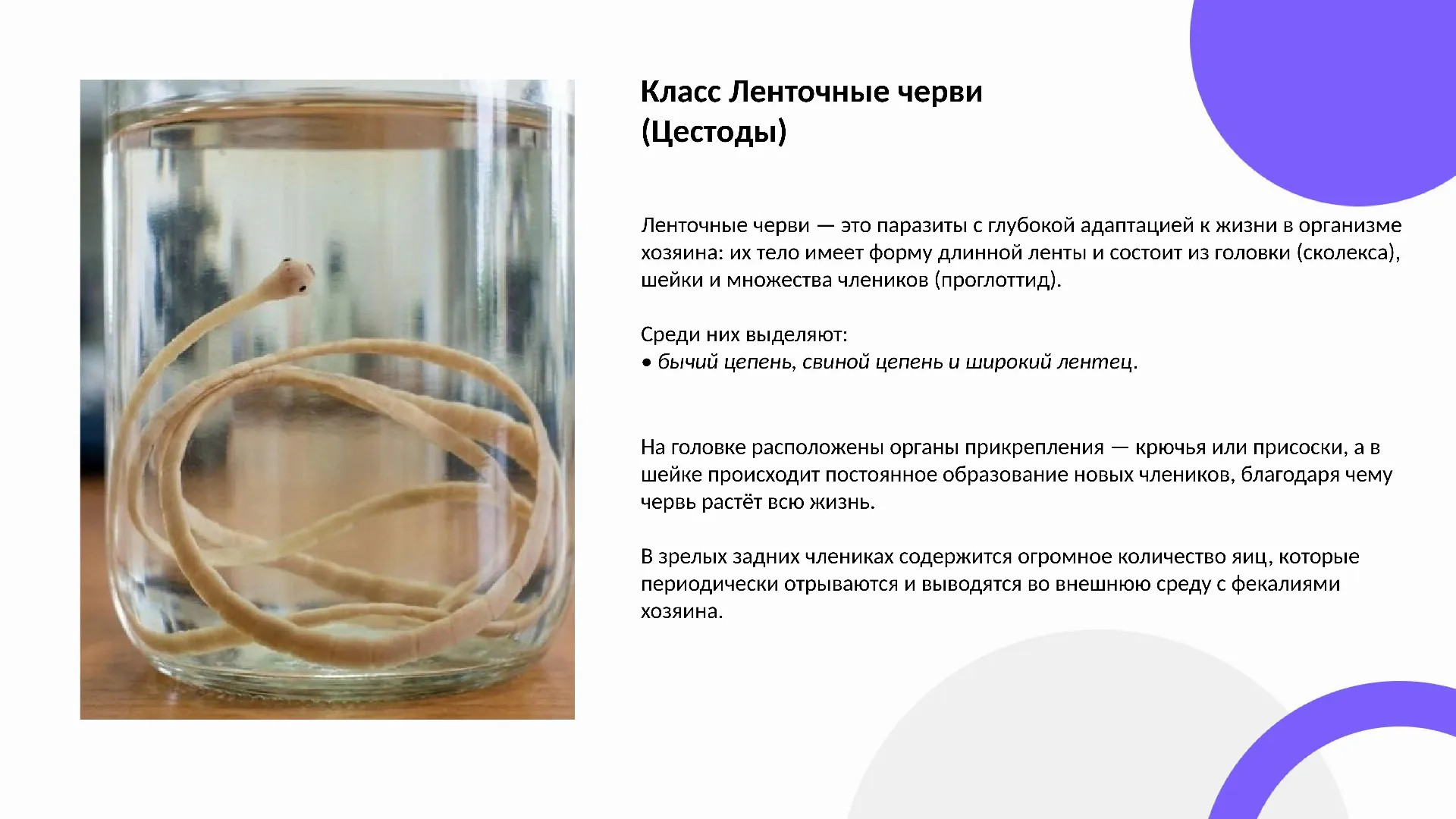 Класс Ленточные черви (Цестоды)