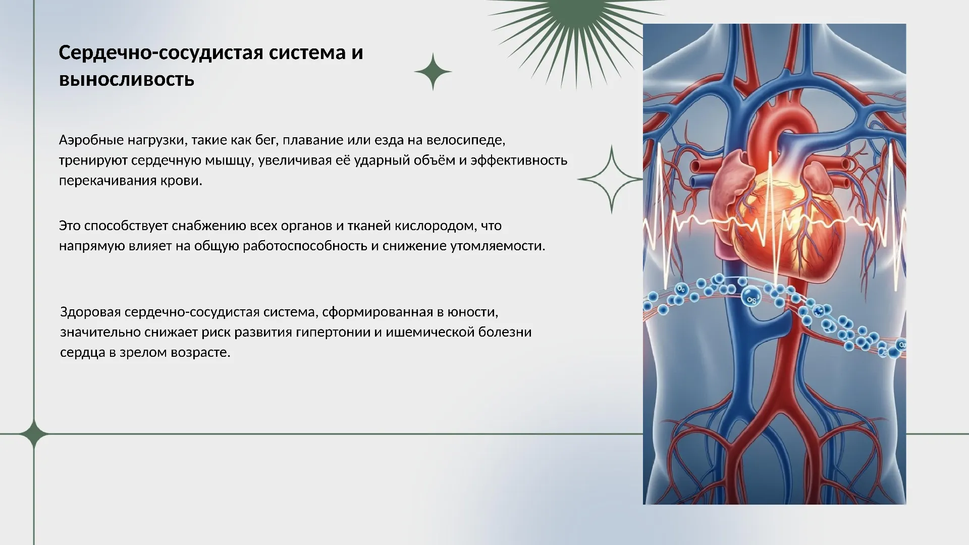 Сердечно-сосудистая система и выносливость