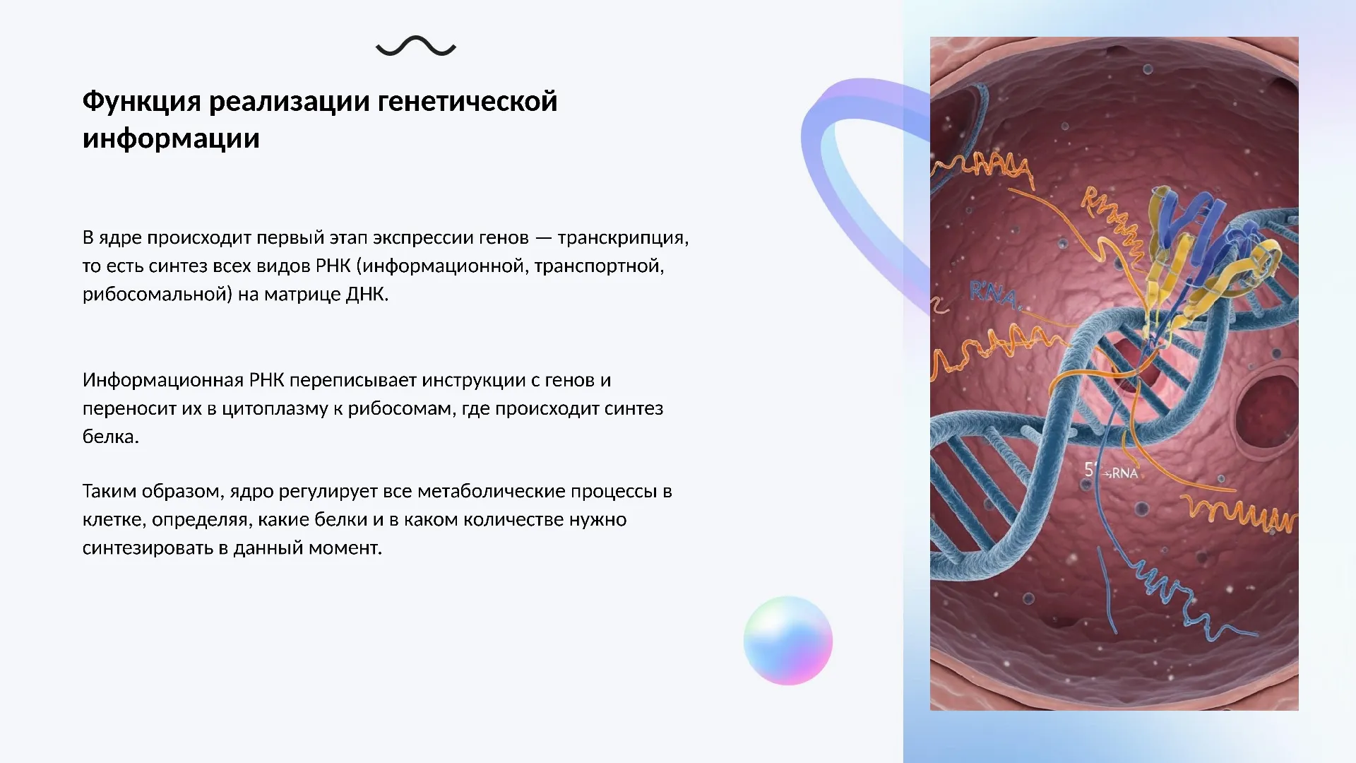 Функция реализации генетической информации