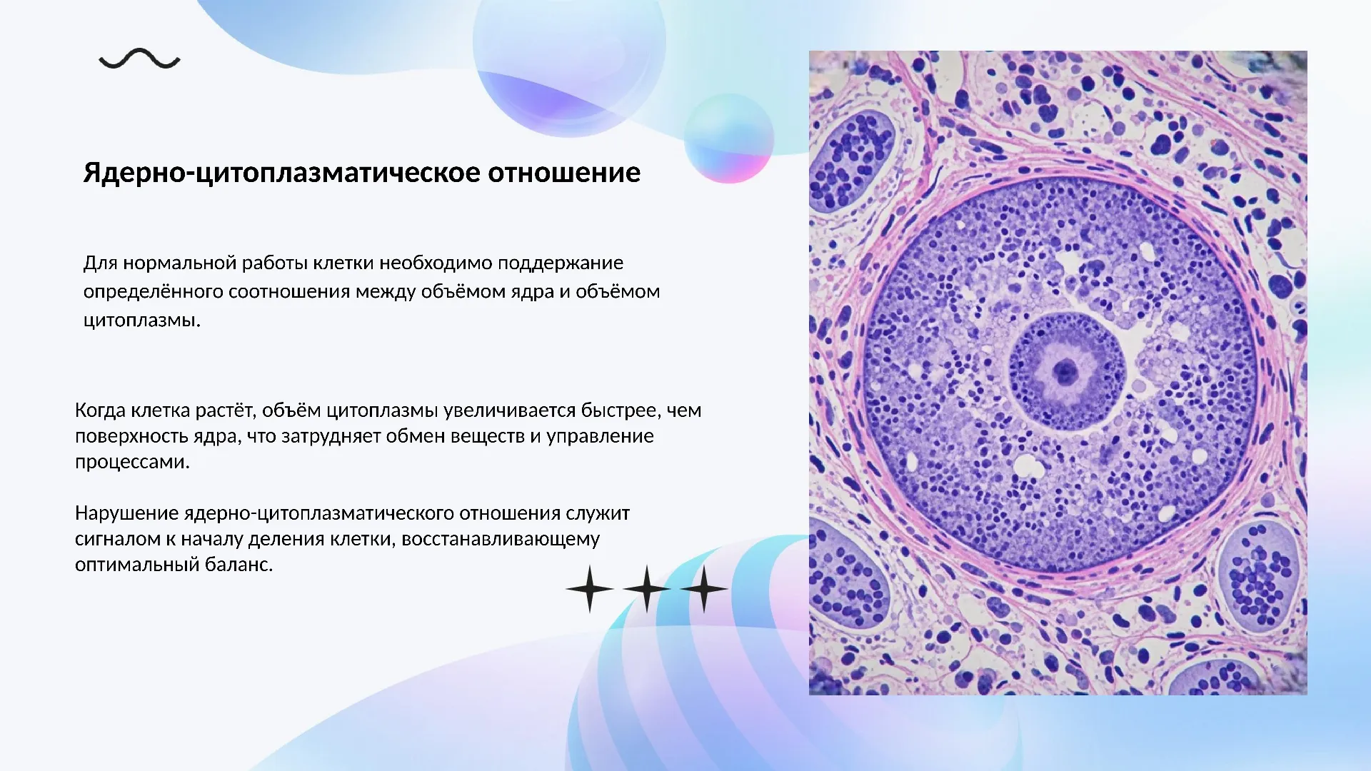 Ядерно-цитоплазматическое отношение
