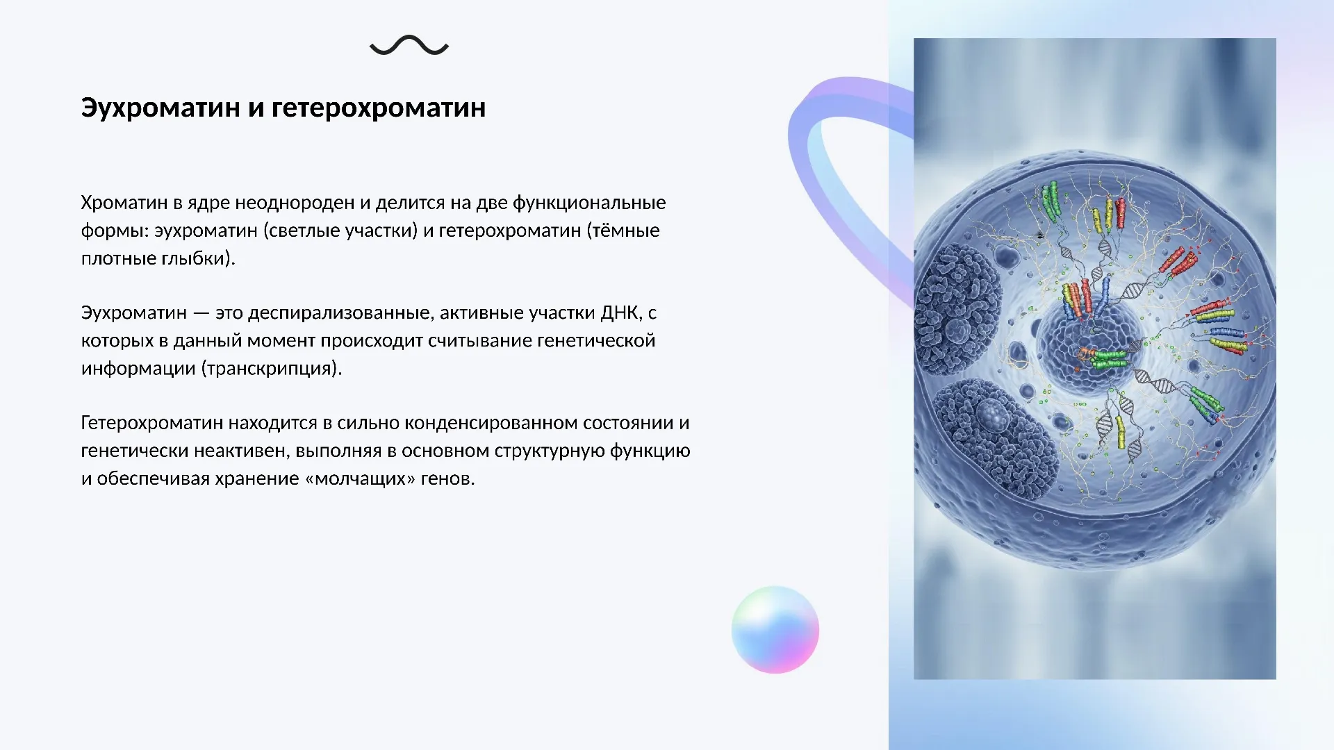 Эухроматин и гетерохроматин