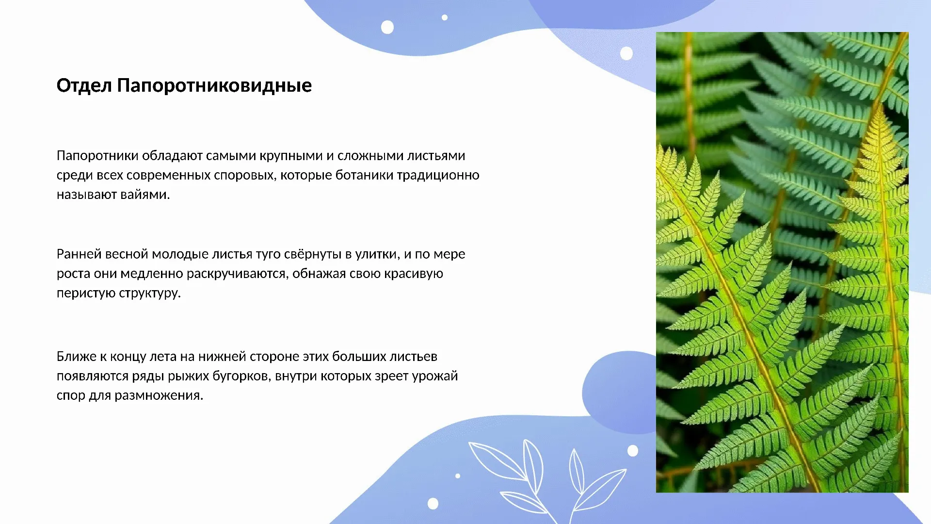 Отдел Папоротниковидные