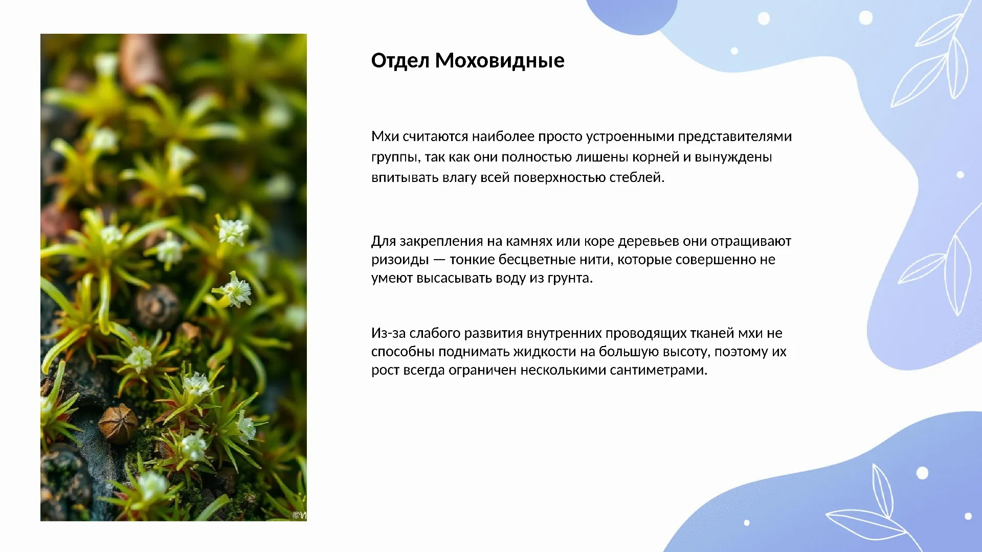 Отдел Моховидные