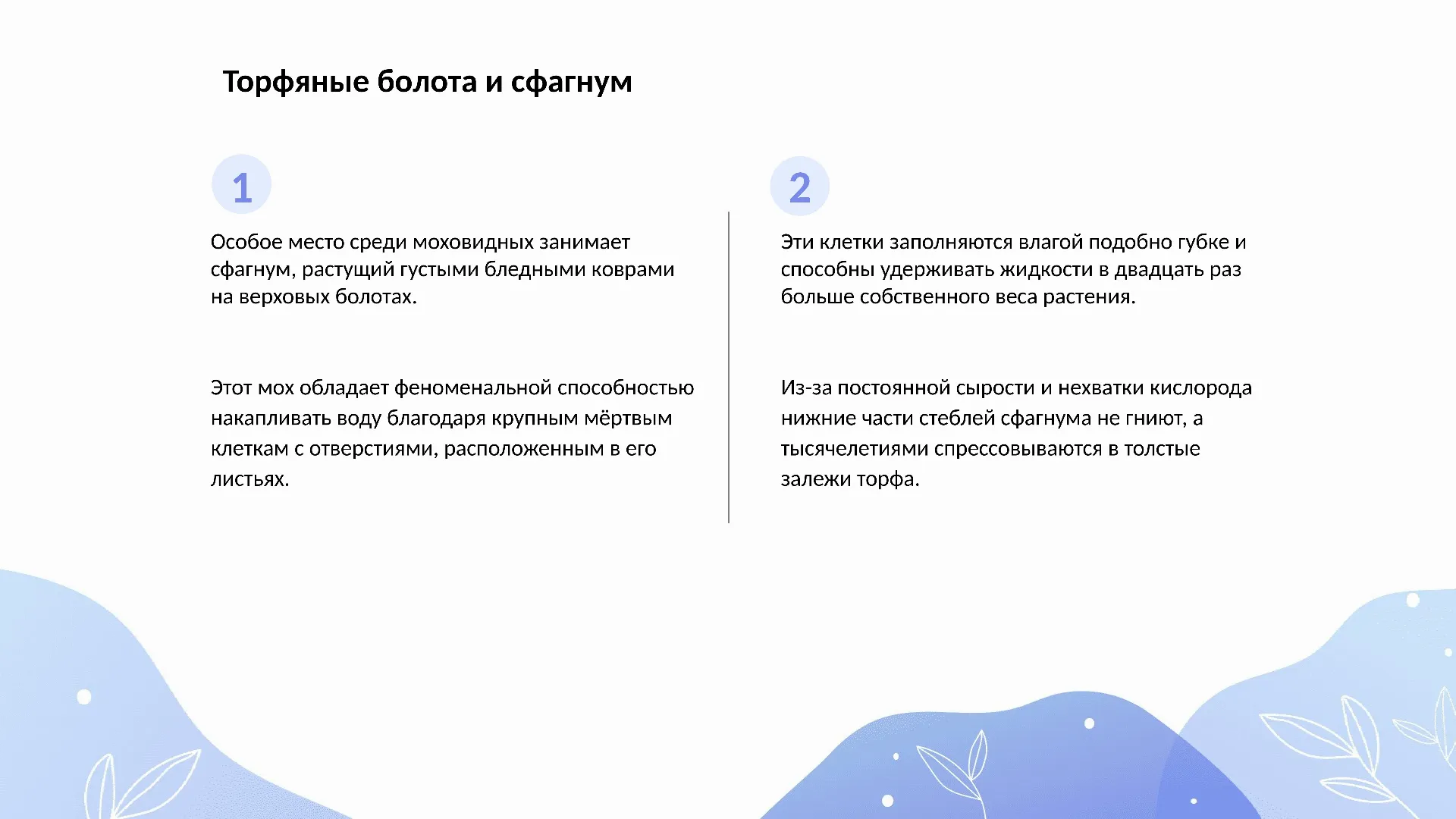 Торфяные болота и сфагнум
