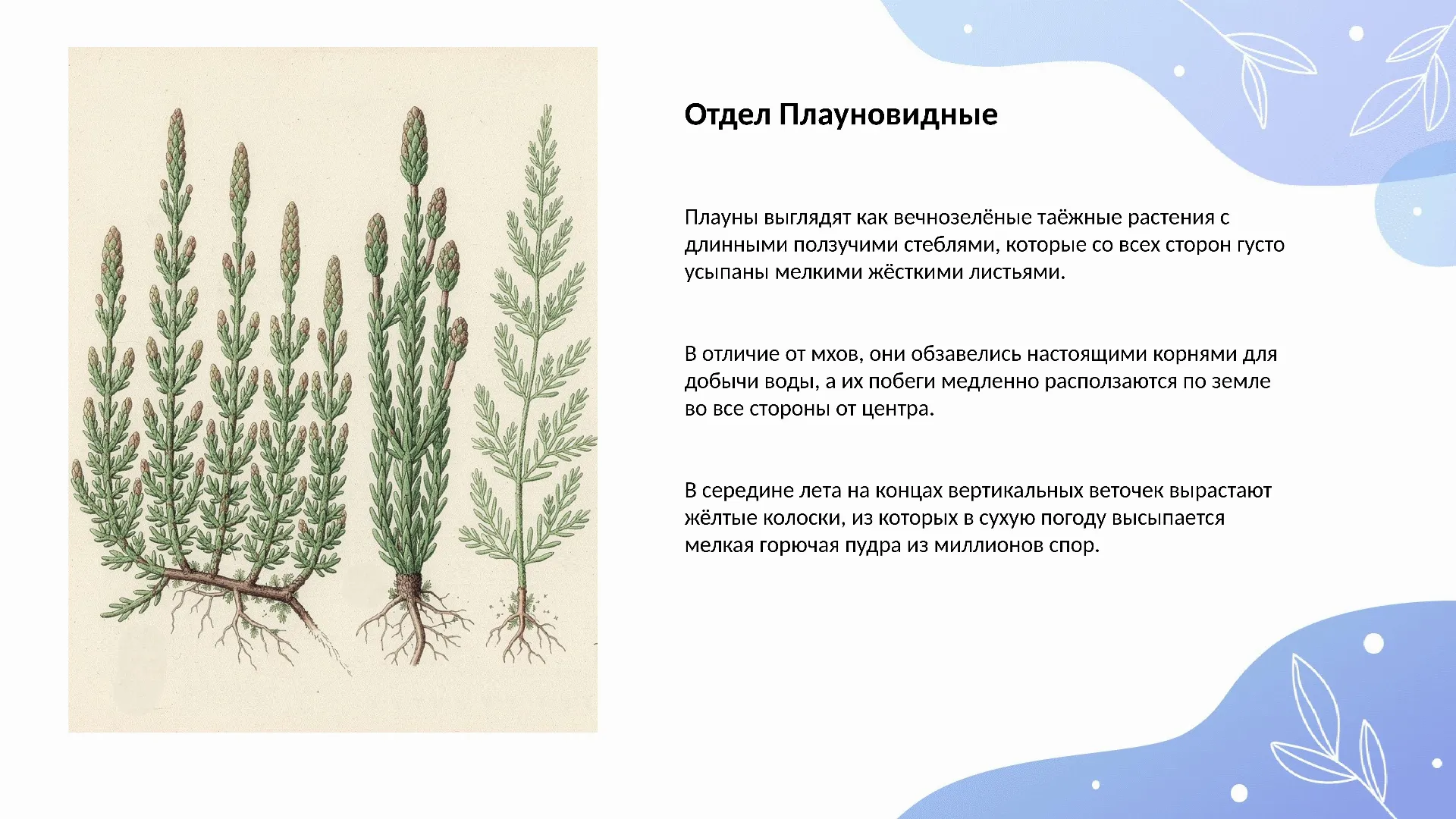 Отдел Плауновидные
