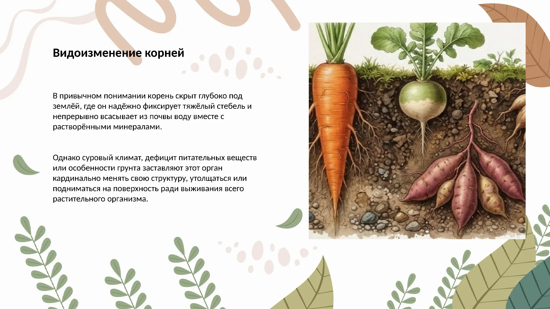 Видоизменение корней - готовая презентация по биологии