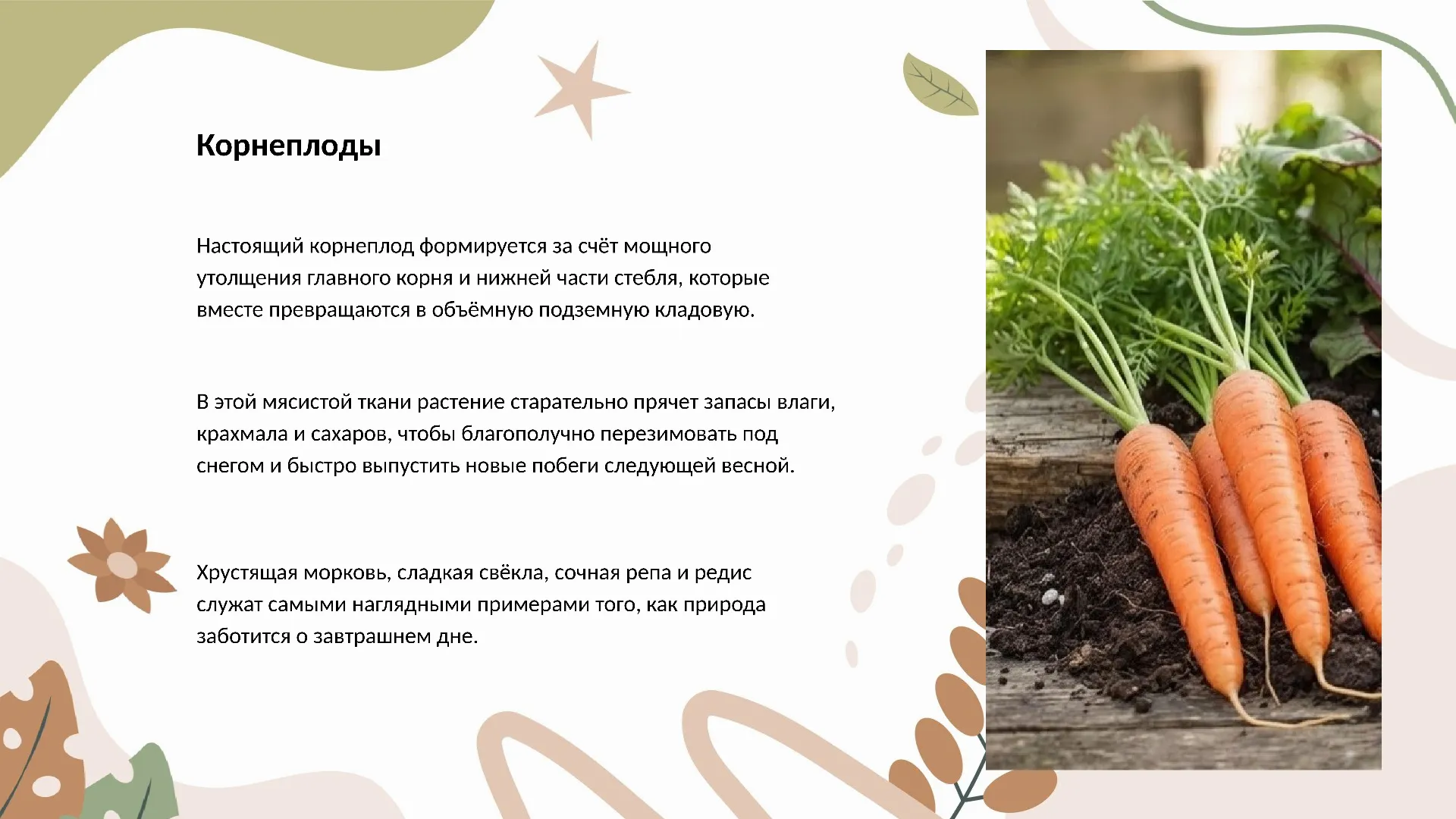 Корнеплоды