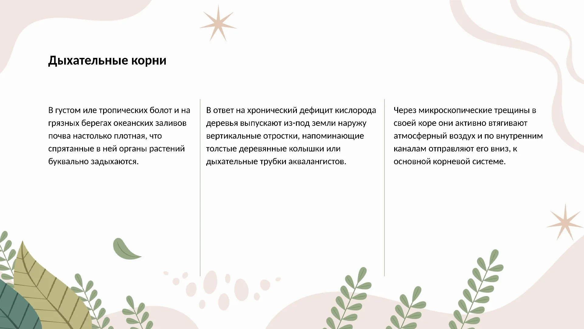 Дыхательные корни