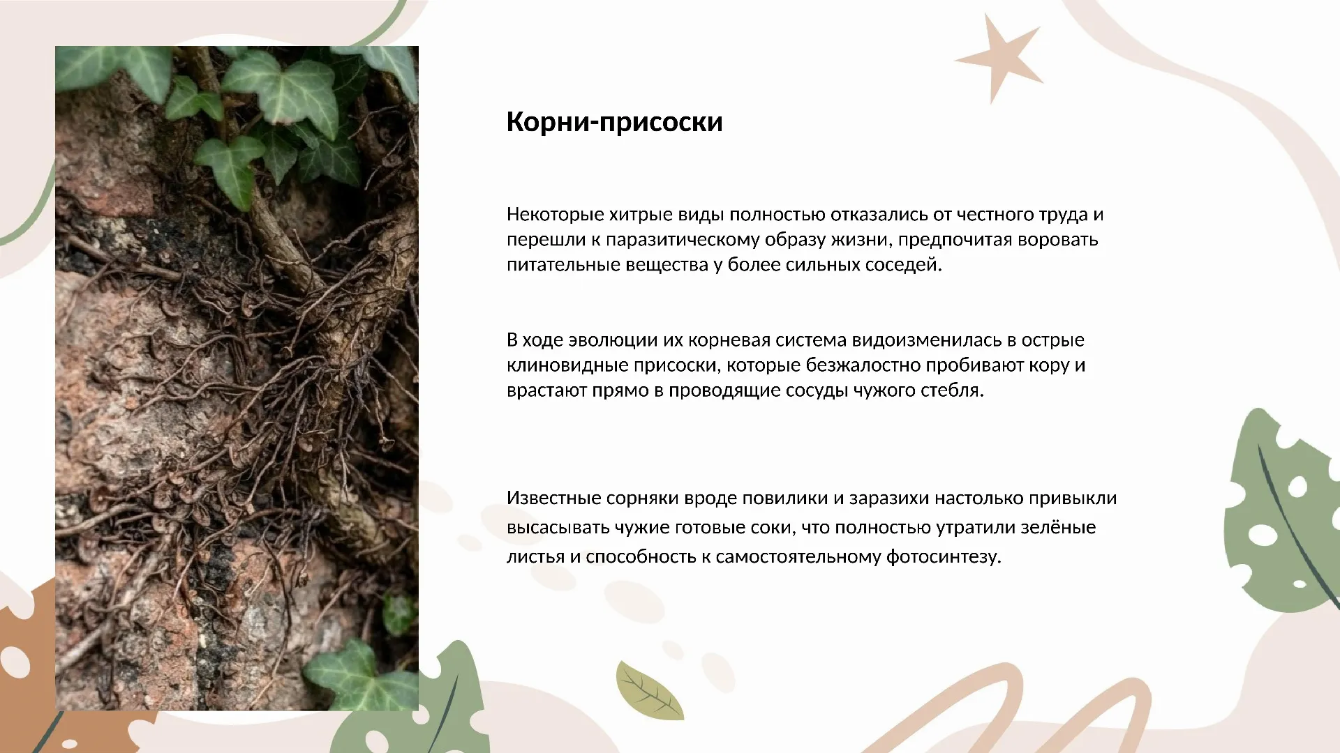 Корни-присоски