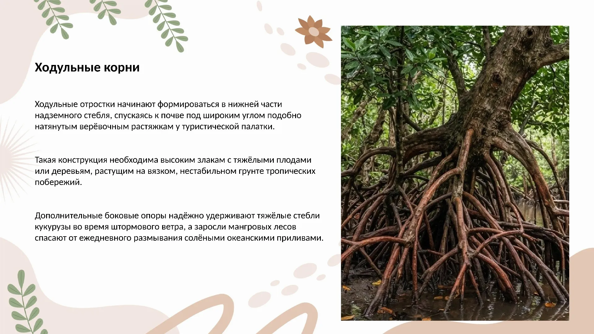 Ходульные корни